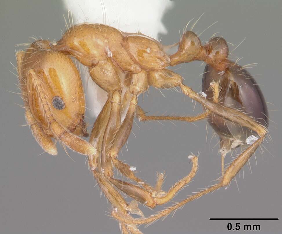 Image of Southern Fire Ant