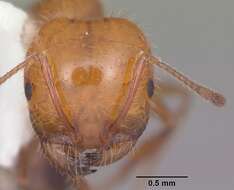 Image of Southern Fire Ant