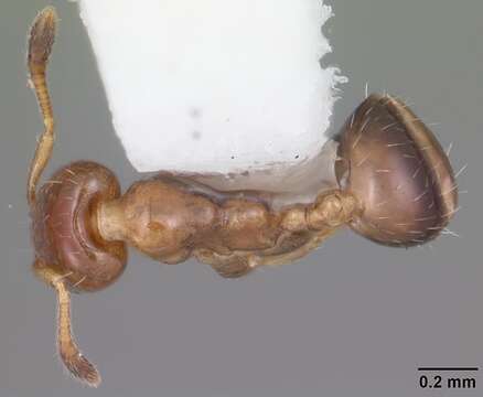 Image of Xenomyrmex