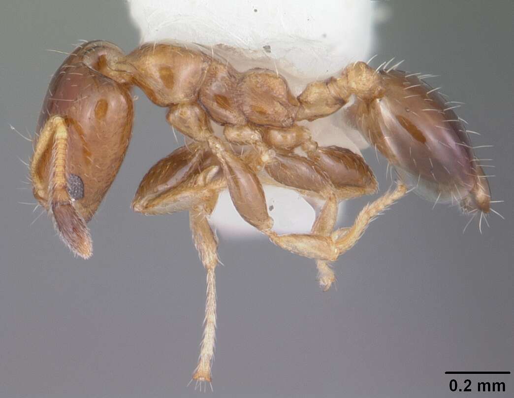 Plancia ëd Xenomyrmex