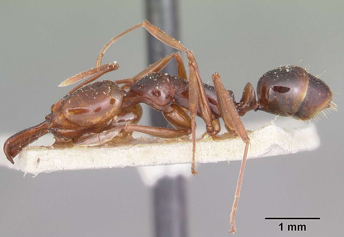 Image of Anochetus madagascarensis Forel 1887