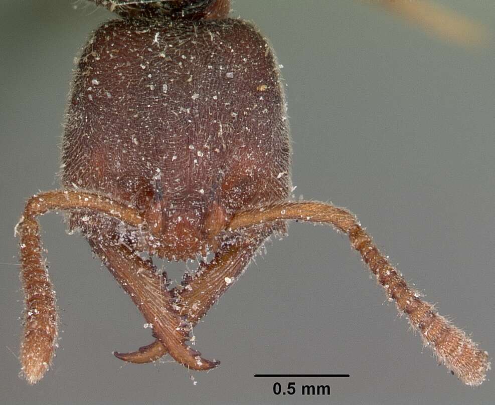 Image of Stigmatomma pallipes