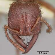 Image of Dracula Ants