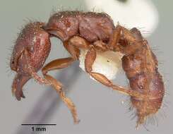 Image of Dracula Ants