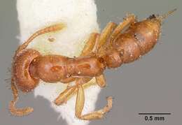 Onychomyrmex mjobergi Forel 1915的圖片