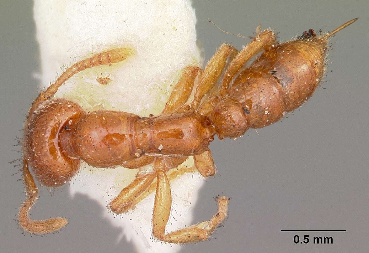 Onychomyrmex mjobergi Forel 1915的圖片