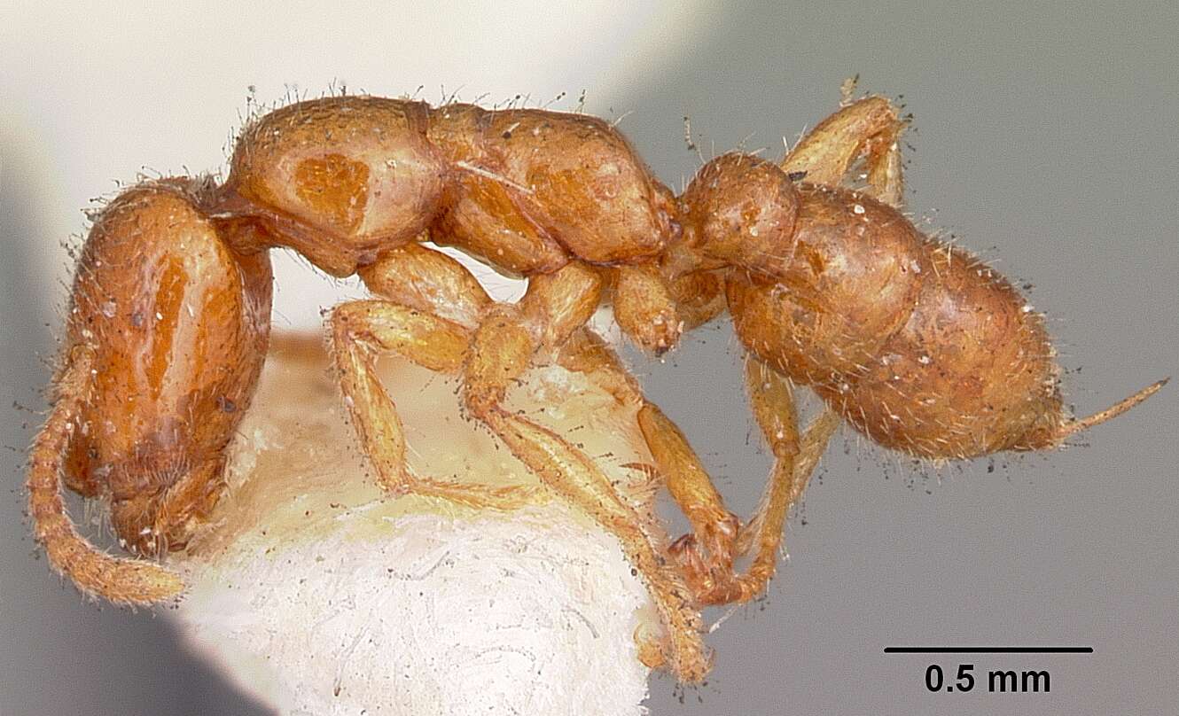 Onychomyrmex mjobergi Forel 1915的圖片