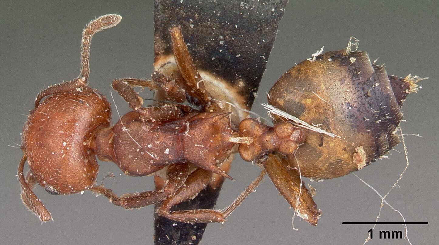 Слика од Crematogaster tricolor