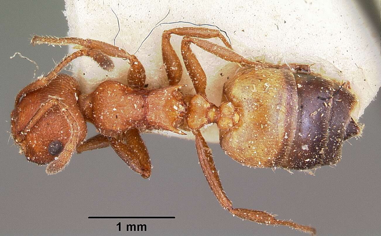 Слика од Crematogaster tricolor