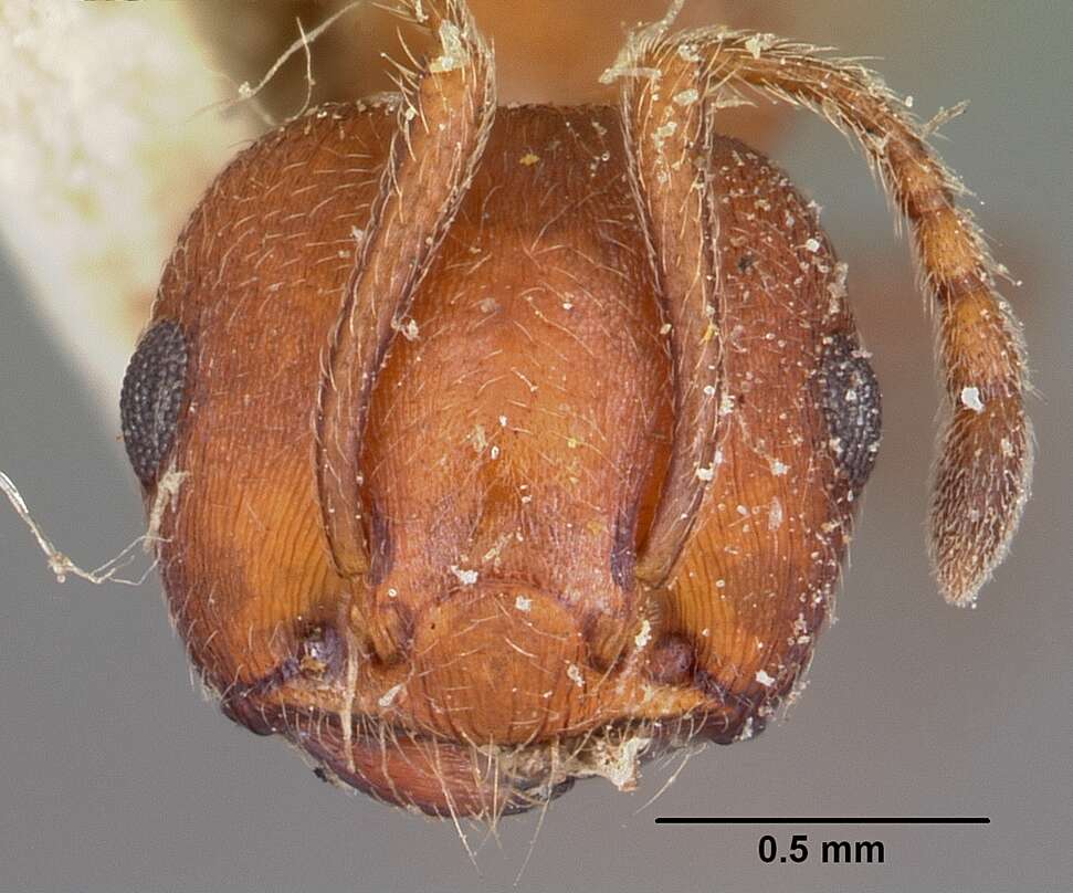 Слика од Crematogaster tricolor