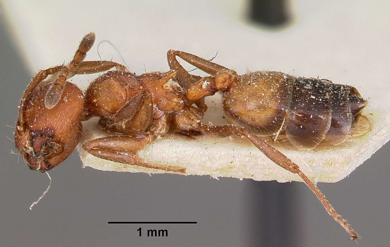 Слика од Crematogaster tricolor