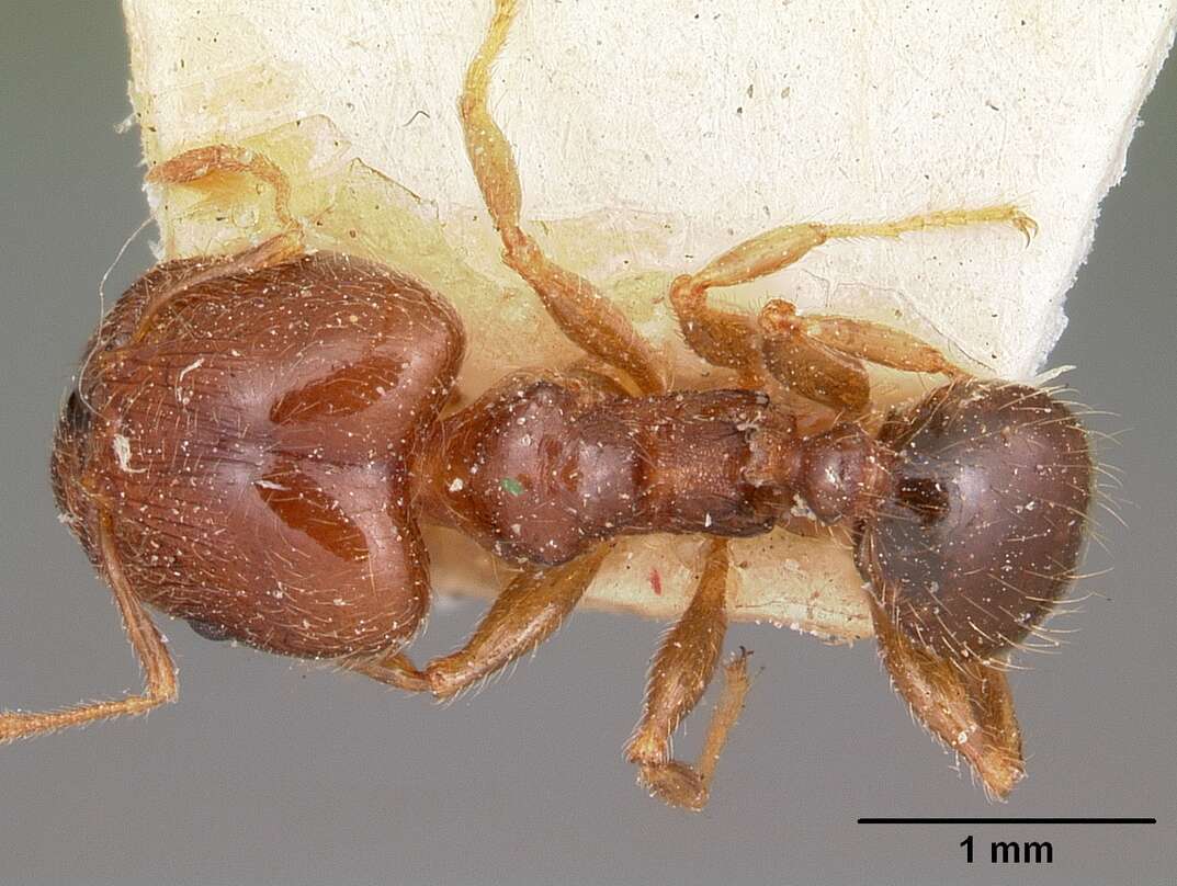 Image of Bigheaded ant