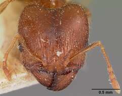 Image of Bigheaded ant