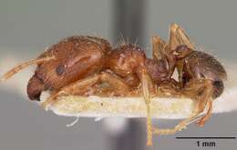 Image of Bigheaded ant