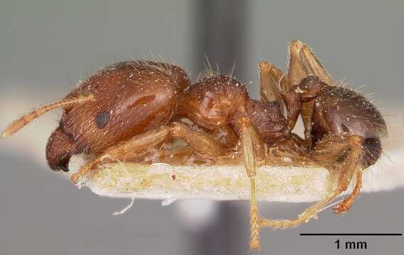 Image of Bigheaded ant