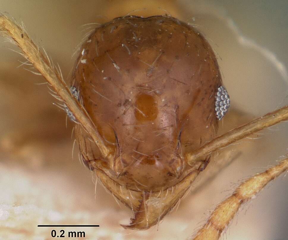 Image of Bigheaded ant