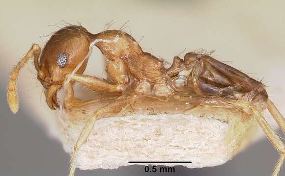 Image of Bigheaded ant