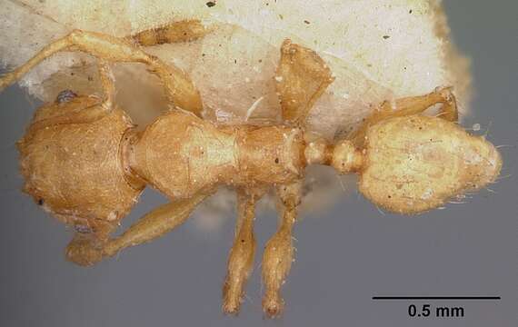 Image of Pheidole annemariae Forel 1918