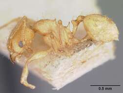 Image of Pheidole annemariae Forel 1918