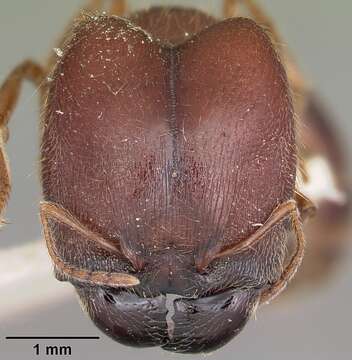 Image of Pheidole braueri Forel 1897