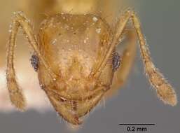 Image of Pheidole braueri Forel 1897