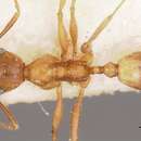 Image of Pheidole prelli Forel 1911