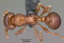 Image of Tetramorium bessonii Forel 1891