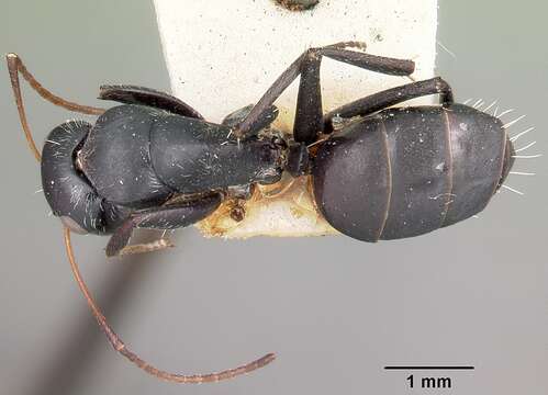 Image of Camponotus grandidieri Forel 1886