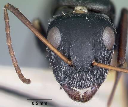 Image of Camponotus grandidieri Forel 1886