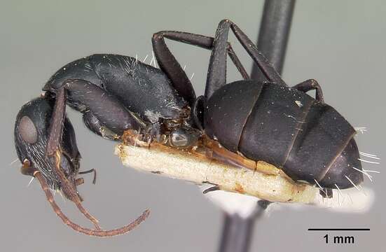 Image of Camponotus grandidieri Forel 1886