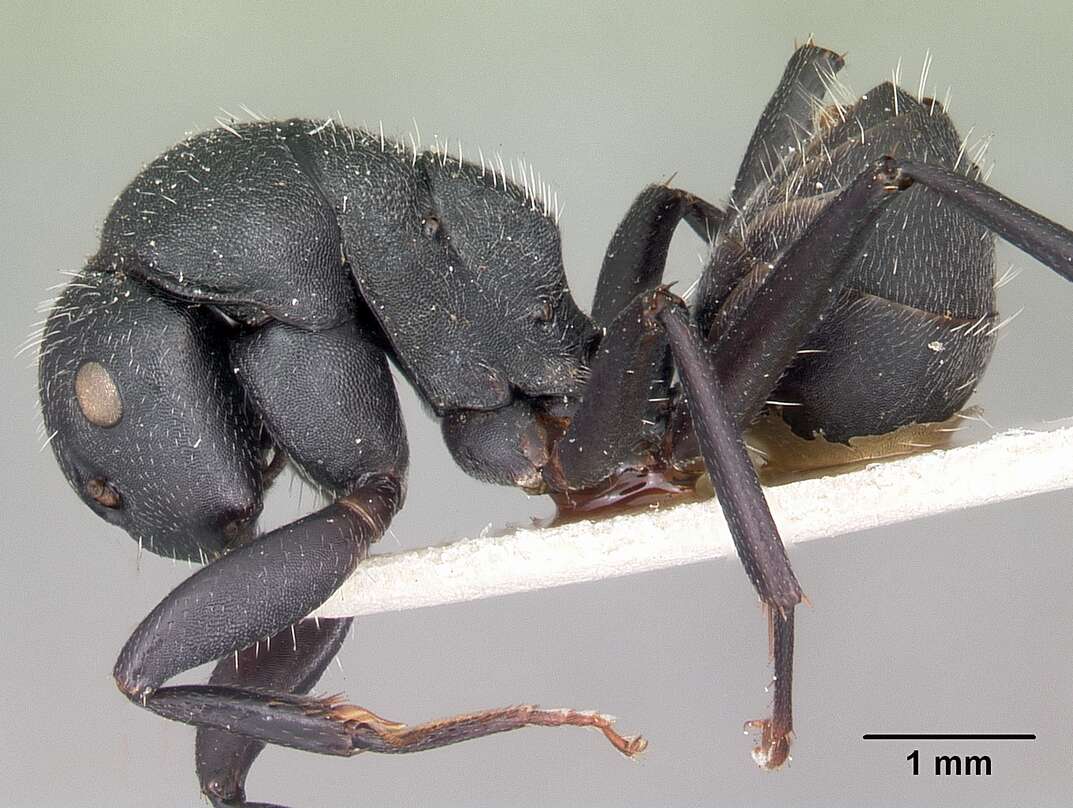 Image of Camponotus robustus Roger 1863