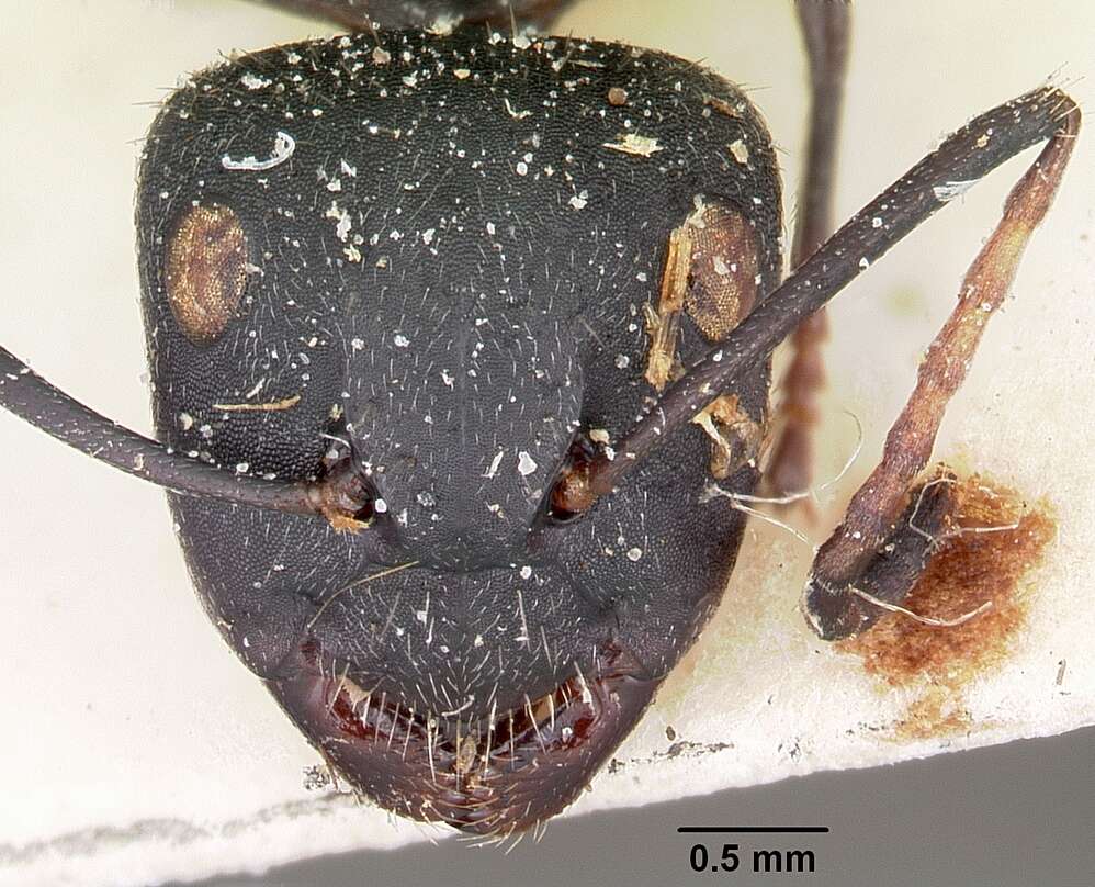 Image of Camponotus robustus Roger 1863