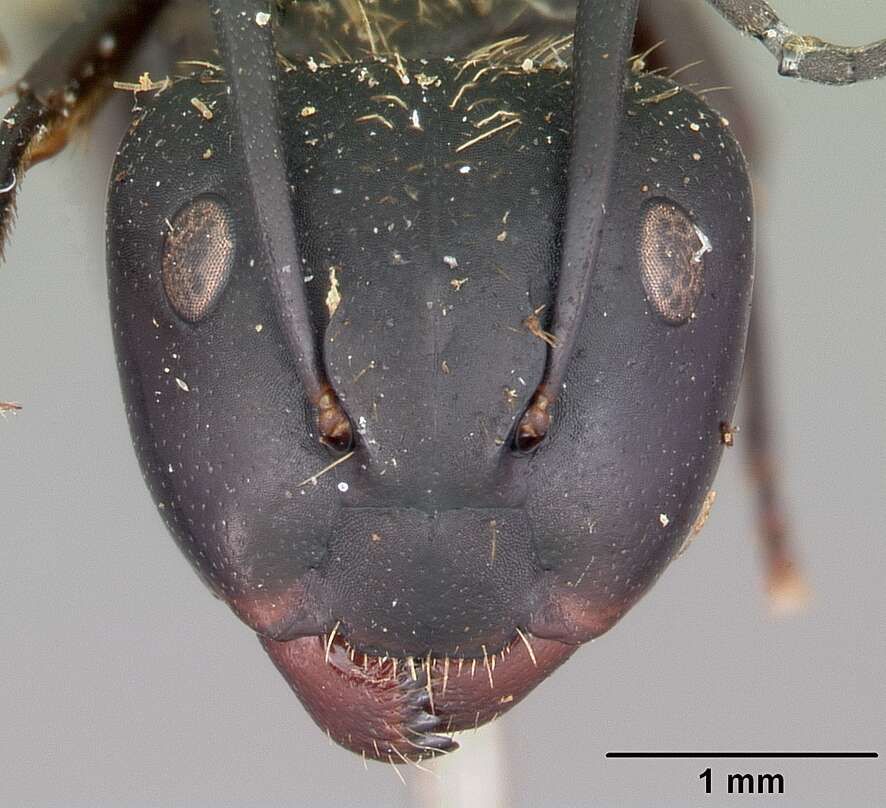 Image of Camponotus darwinii Forel 1886