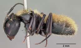 Image of Camponotus darwinii Forel 1886