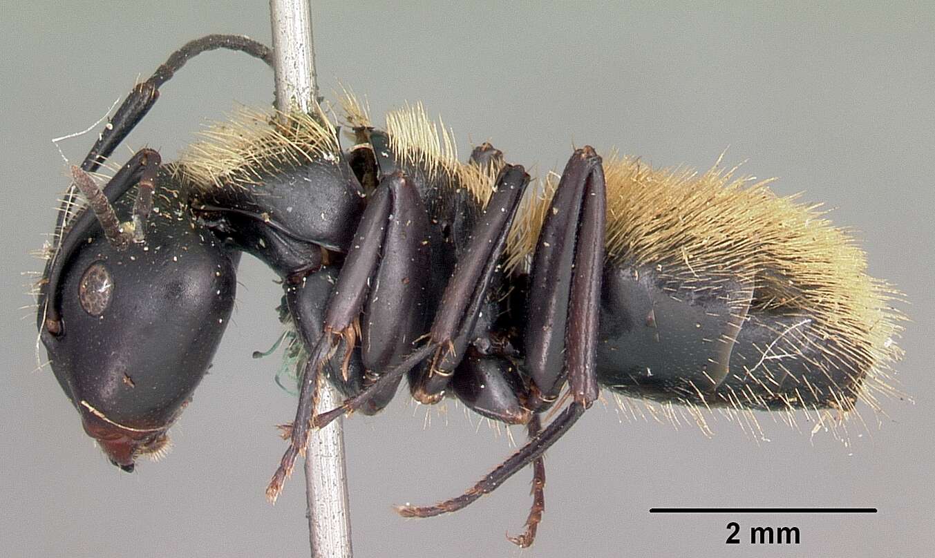 Image of Camponotus darwinii Forel 1886