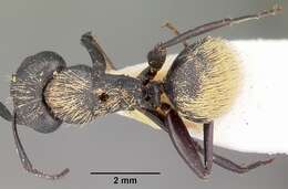 Image of Camponotus darwinii Forel 1886