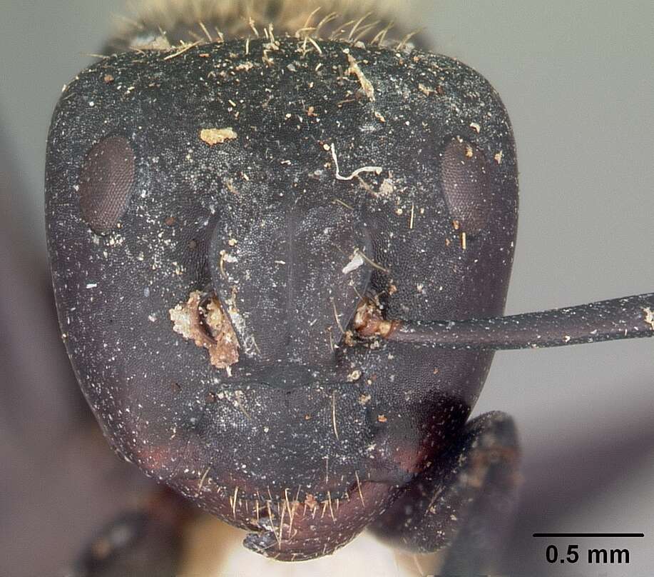 Image of Camponotus darwinii Forel 1886