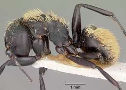 Image of Camponotus darwinii Forel 1886