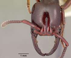 Image of Plectroctena minor Emery 1892