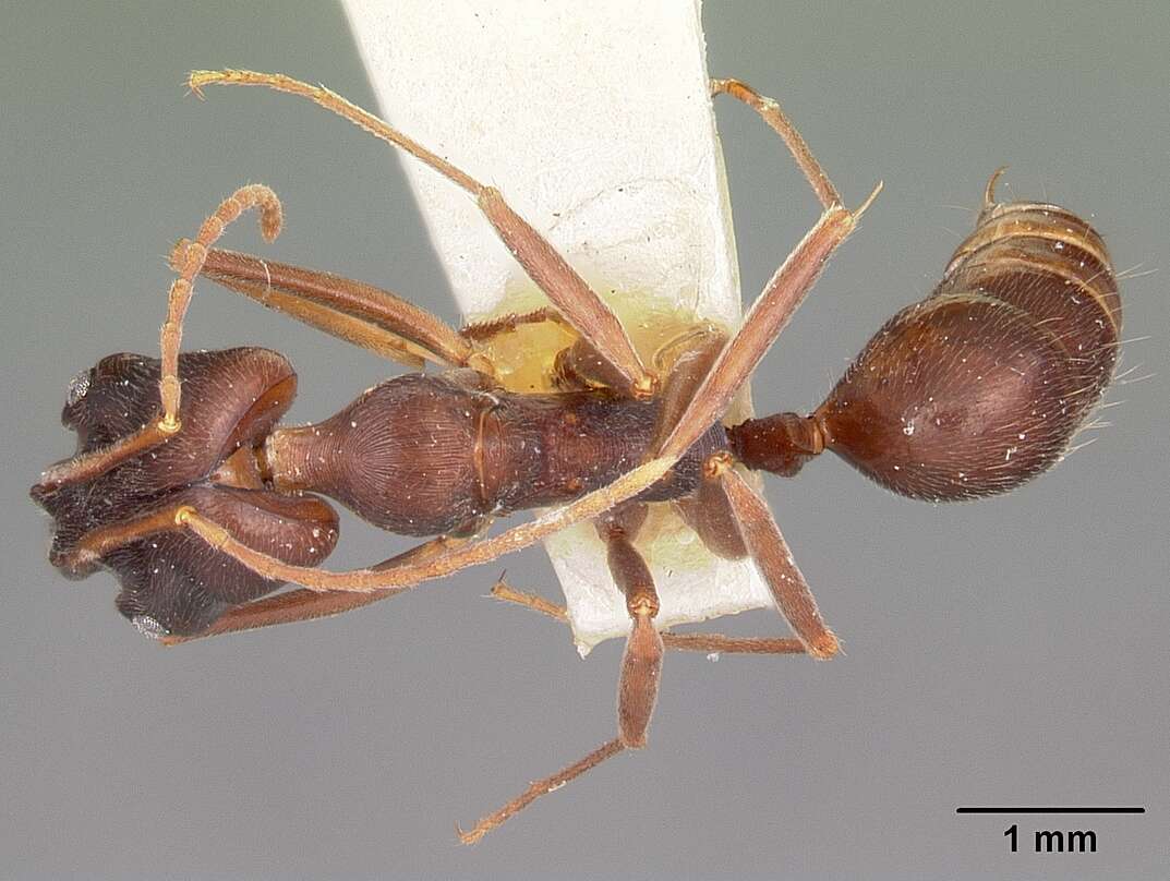 Image of Odontomachus troglodytes Santschi 1914