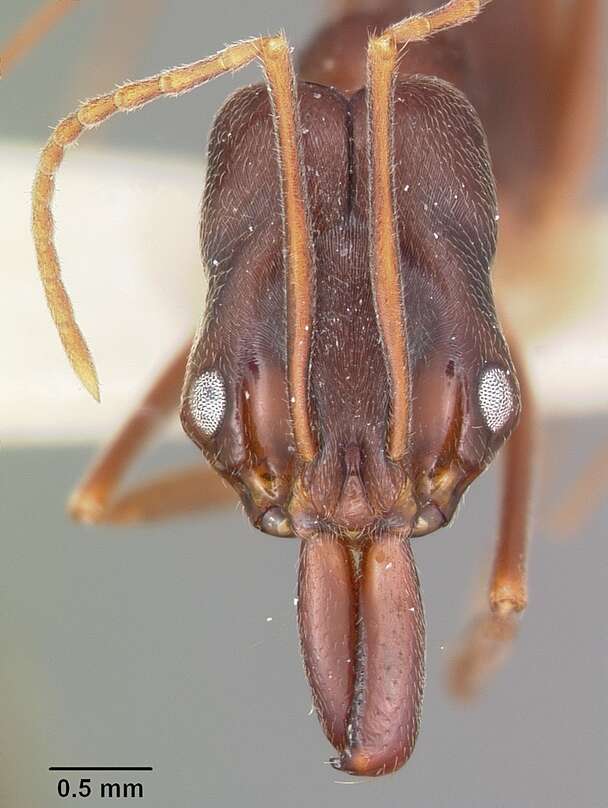 Image of Odontomachus troglodytes Santschi 1914