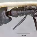 Image of Odontomachus assiniensis Emery 1892