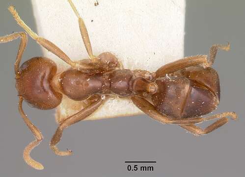 Image of Papyrius