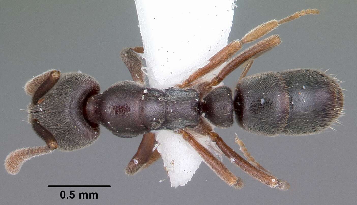 Image of Ant