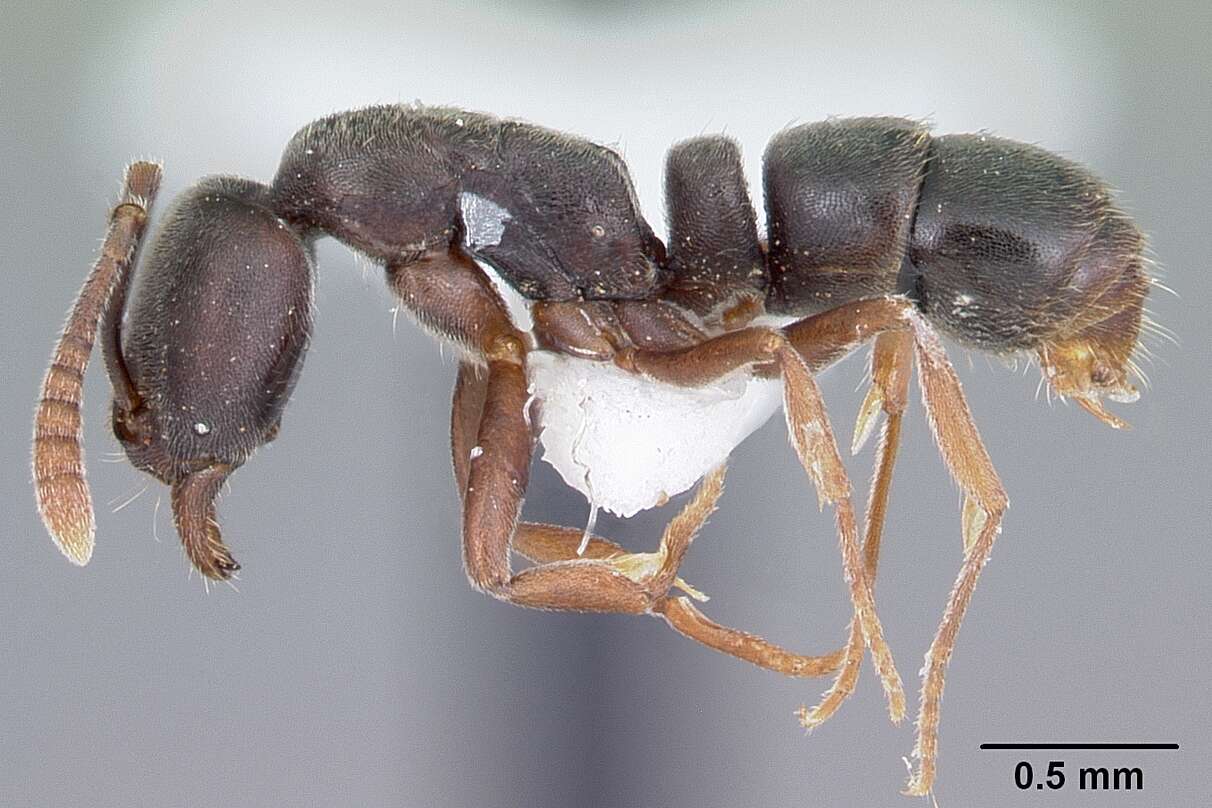 Hypoponera opaciceps (Mayr 1887) resmi