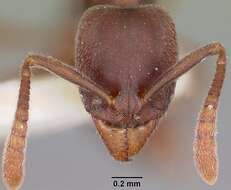 Image of Ant