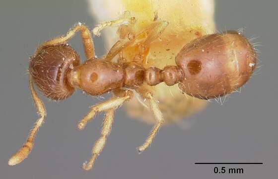 Image of Solenopsis carolinensis Forel 1901