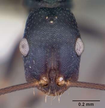 Image of Melophorus majeri Agosti 1997