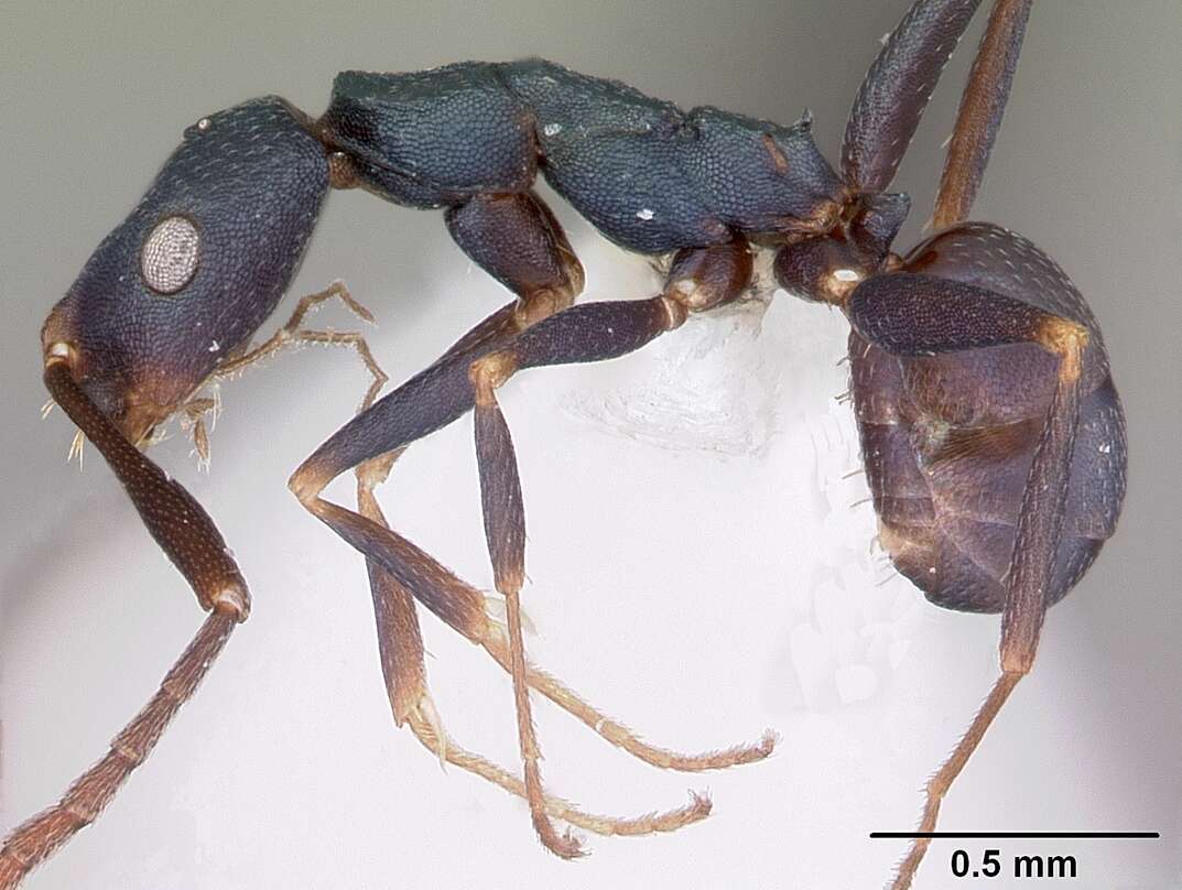 Image of Melophorus majeri Agosti 1997