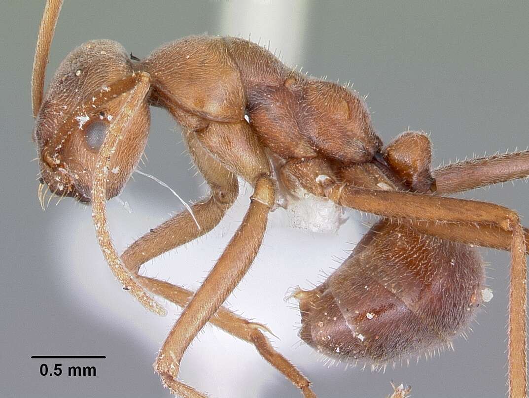 Melophorus anderseni Agosti 1997的圖片